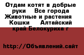 Отдам котят в добрые руки. - Все города Животные и растения » Кошки   . Алтайский край,Белокуриха г.